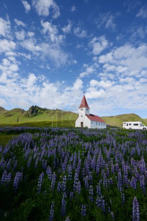 Foto de Paisaje de Lupine en Islandia - Imagen libre de derechos