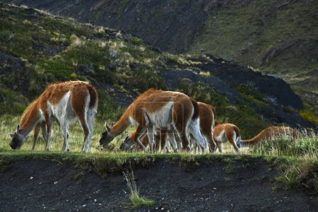 Photo for Guanaco from Torres del Paine, Chile - Royalty Free Image