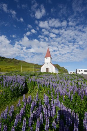 Foto de Paisaje de Lupine en Islandia - Imagen libre de derechos