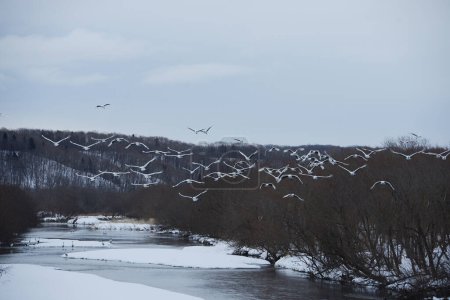 Téléchargez les photos : Grues japonaises sur la prairie enneigée avec lac - en image libre de droit