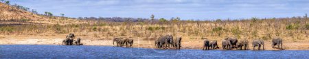 Photo pour "Éléphant de brousse d'Afrique dans le parc national Kruger, Afrique du Sud
" - image libre de droit