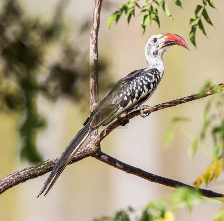 Téléchargez les photos : Oiseau tropical assis sur un arbre à la nature sauvage - en image libre de droit