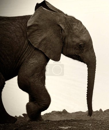 Téléchargez les photos : Éléphant d'Afrique dans le parc national, Afrique du Sud - en image libre de droit