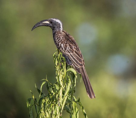 Téléchargez les photos : Oiseau tropical assis sur un arbre à la nature sauvage - en image libre de droit