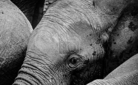 Photo for Black and white image of elephant - Royalty Free Image
