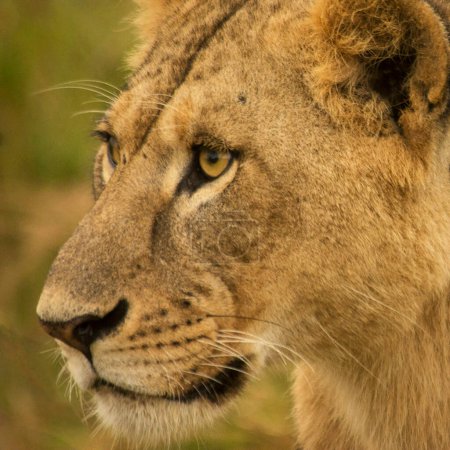 Foto de Primer plano de un león en la sabana africana, Kenya. - Imagen libre de derechos