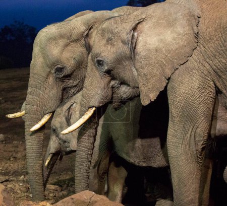 Téléchargez les photos : Famille des éléphants la nuit - en image libre de droit
