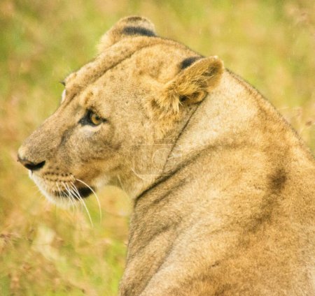 Foto de Hermosa leona en la naturaleza sobre fondo de la naturaleza - Imagen libre de derechos