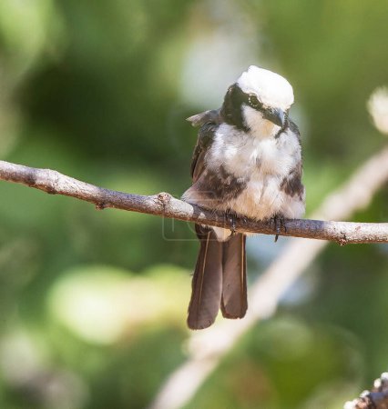 Téléchargez les photos : Merops d'oiseau apiastre sur branche d'arbre - en image libre de droit