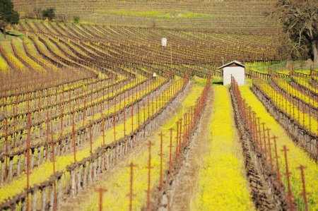 Téléchargez les photos : Paysage printanier coloré de vignes dans la région de Suisse, sud de la France - en image libre de droit