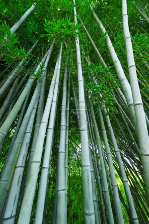 Photo for Bamboo grove, tall bright green trees - Royalty Free Image