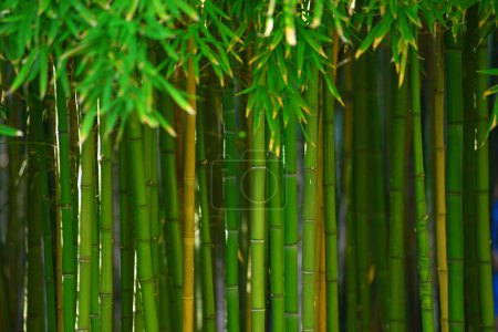 Téléchargez les photos : Fond naturel de forêt de bambous vert vif - en image libre de droit