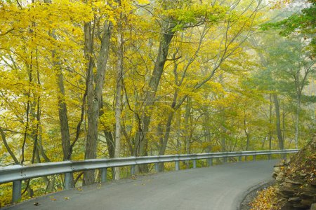 Foto de Camino de otoño bordeado de árboles coloridos - Imagen libre de derechos