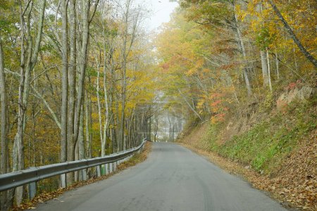 Foto de Escena natural del camino de otoño bordeado de árboles coloridos - Imagen libre de derechos