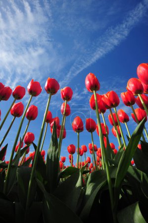 Foto de Hermosos tulipanes florecientes con cielo azul - Imagen libre de derechos