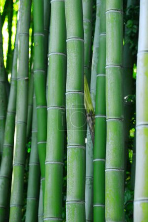 Photo for Natural background of fresh green bamboo trees - Royalty Free Image