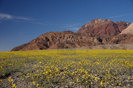 Photo for Landscape of desert flower bloom - Royalty Free Image