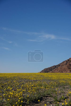 Téléchargez les photos : Paysage de fleur du désert fleurir - en image libre de droit