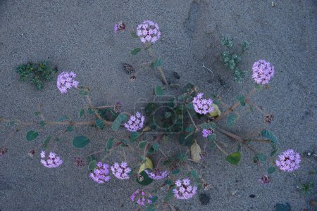 Téléchargez les photos : Désert fleur pourpre floraison - en image libre de droit