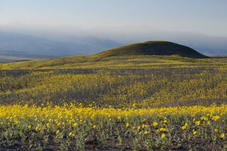 Photo for Landscape of desert flower bloom - Royalty Free Image