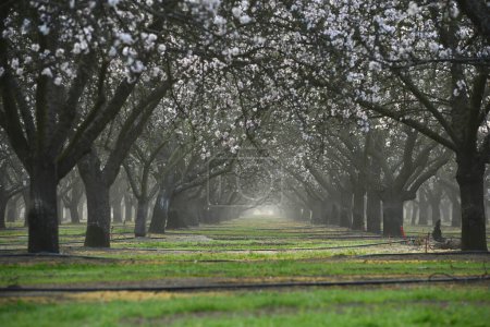 Foto de Paisaje de floreciente granja de almendras - Imagen libre de derechos