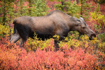 Téléchargez les photos : Orignaux taureaux dans la forêt d'automne, Wyoming, USA - en image libre de droit