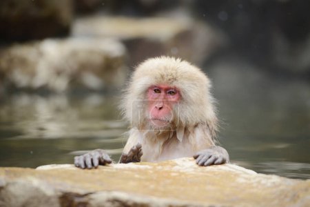 Foto de Mono peludo bañándose en agua caliente, macaco japonés - Imagen libre de derechos