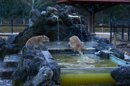 Téléchargez les photos : Capybaras dans les eaux chaudes - en image libre de droit