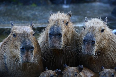 Foto de Capibaras en aguas cálidas - Imagen libre de derechos
