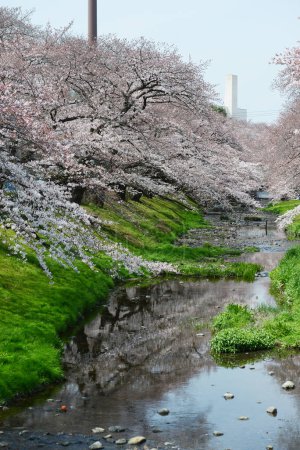 Photo for Sakura trees blooming in Tokyo - Royalty Free Image