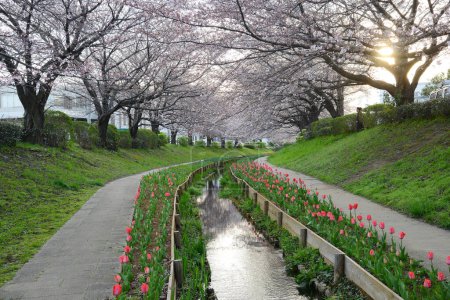 Photo for Cherry Blossom sakura canal in Tokyo - Royalty Free Image