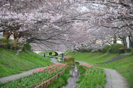 Photo for Springtime Tokyo, Cherry Blossom sakura canal - Royalty Free Image