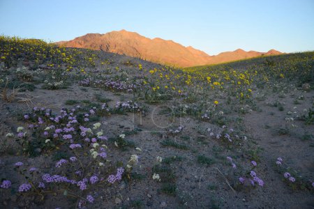 Foto de Paisaje de flor del desierto - Imagen libre de derechos