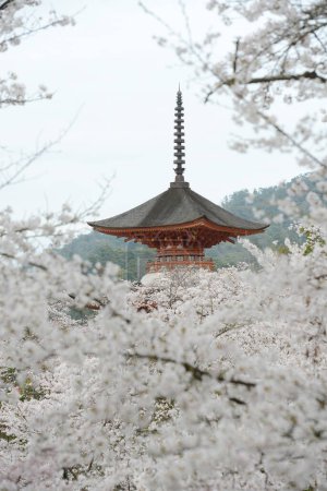 Photo for Blossom flowers in springtime. ancient Japanese architecture tower, Sakura Beauty in Hiroshima - Royalty Free Image