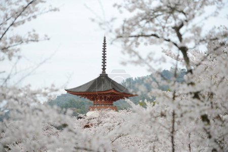 Photo for Blossom flowers in springtime. ancient Japanese architecture tower, Sakura Beauty in Hiroshima - Royalty Free Image