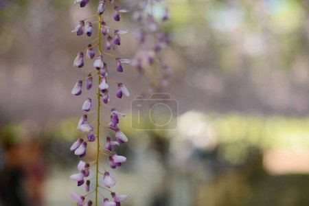 Photo for Wisteria in Japan. Beautiful floral background - Royalty Free Image