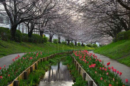 Photo for Cherry Blossom sakura canal in Tokyo - Royalty Free Image