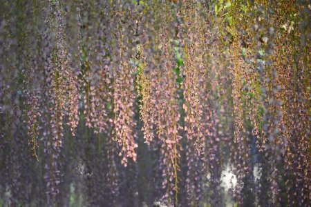 Photo for Wisteria in Japan. Beautiful floral background - Royalty Free Image
