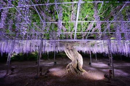 Photo for Scenic shot of beautiful wisteria plant in park - Royalty Free Image