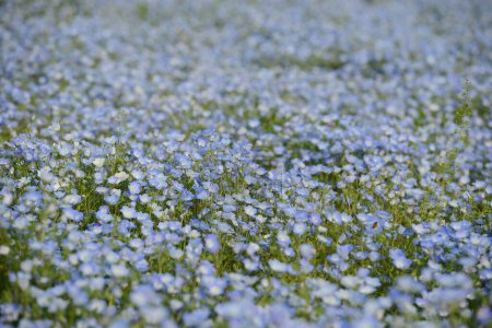Téléchargez les photos : Plan panoramique de fleurs némophiles fleurissent sur un beau champ - en image libre de droit