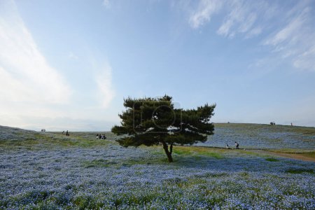 Foto de Plano escénico de flores de nemophila florecen en hermoso campo - Imagen libre de derechos