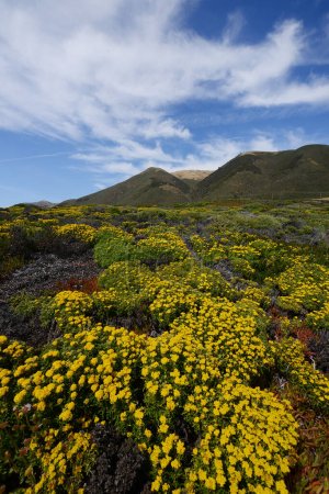 Photo for Big sur flower field - Royalty Free Image
