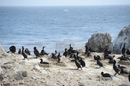 Téléchargez les photos : Oiseaux noirs à Monterey - en image libre de droit