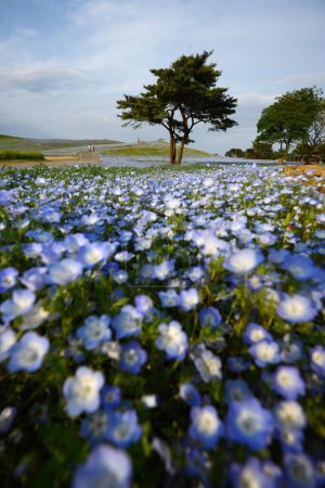 Foto de Plano escénico de flores de nemophila florecen en hermoso campo - Imagen libre de derechos