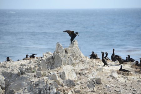 Photo for Black birds at Monterey - Royalty Free Image