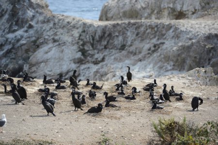 Téléchargez les photos : Oiseaux noirs à Monterey - en image libre de droit