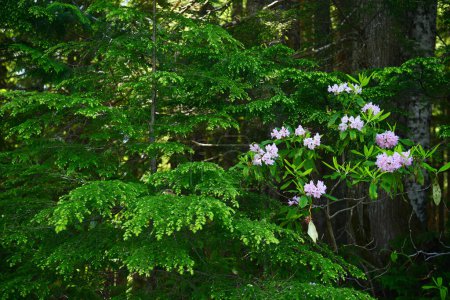 Téléchargez les photos : Paysage de rhododendron en fleurs dans un parc verdoyant - en image libre de droit