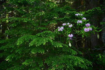 Téléchargez les photos : Rhododendron en fleurs dans un parc verdoyant - en image libre de droit