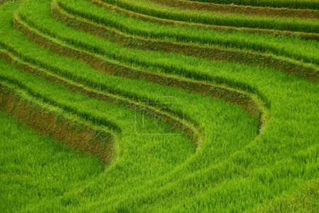 Foto de Vista panorámica de la terraza de arroz en Vietnam - Imagen libre de derechos