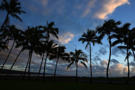 Téléchargez les photos : Cocotier à Hawaï vue de fond - en image libre de droit